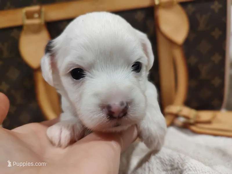 Spot – Chihuahua, Chinese Crested puppy for sale in Greensboro, NC