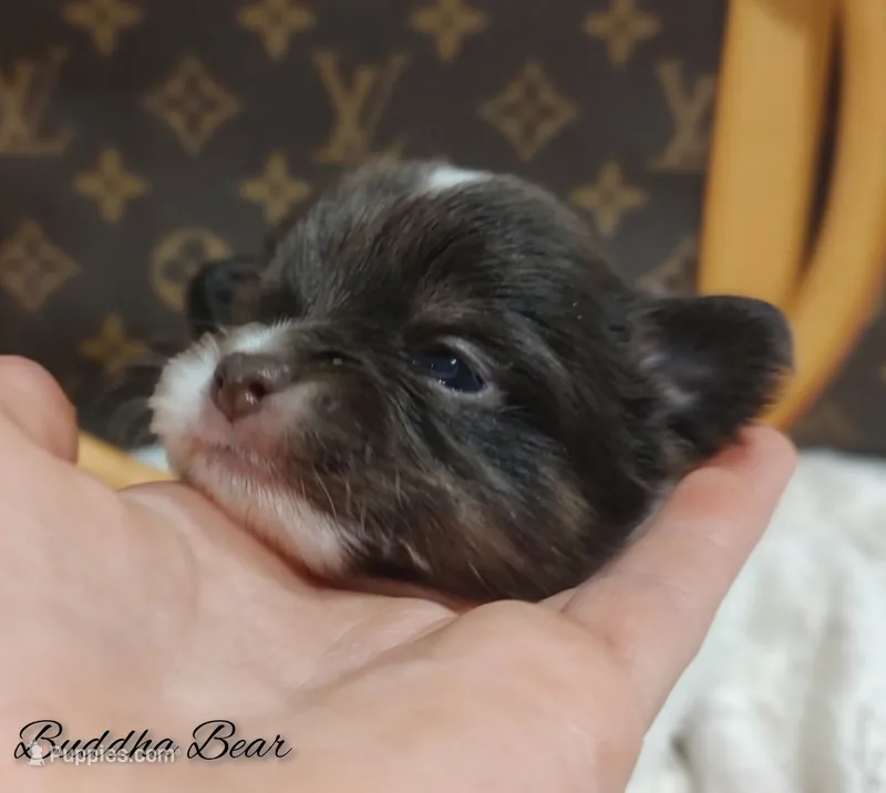 Buddha Bear 🐻  – Chihuahua puppy for sale in Greensboro, NC