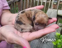 Romeo., a male Chihuahua and Chinese Crested for sale in Greensboro, NC – 3 of 5