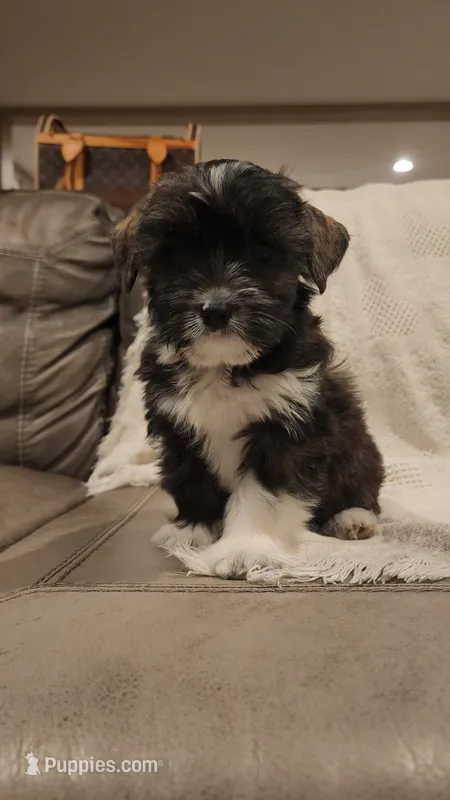Jordan -Family no showed him :( – Chihuahua, Chinese Crested puppy on hold in Greensboro, NC