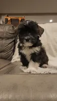 Jordan -Family no showed him :(, a male Chihuahua and Chinese Crested for sale in Greensboro, NC – 1 of 5