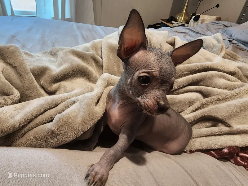 Blue hairless boy – Chihuahua, Chinese Crested puppy for sale in Greensboro, NC