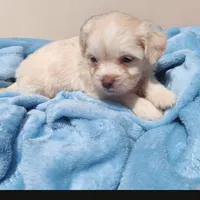 Buffy , a female Chihuahua and Chinese Crested for sale in Greensboro, NC – 4 of 8