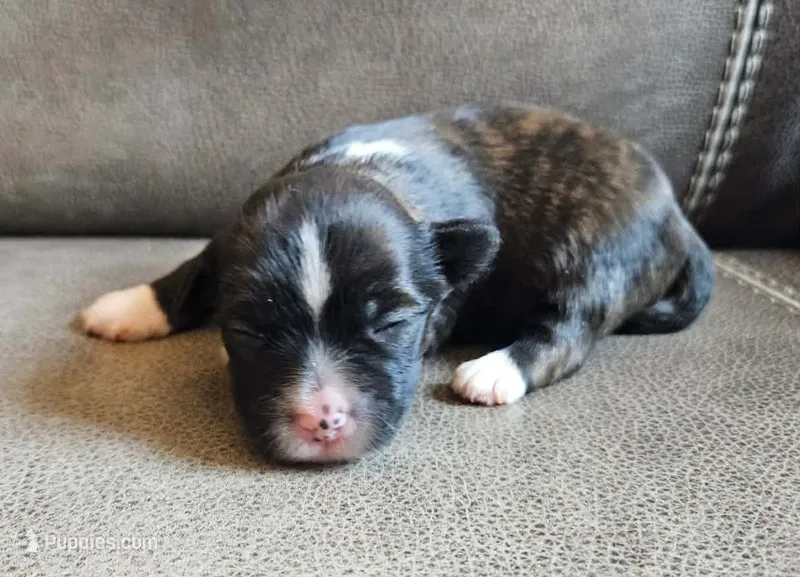 Jordan  – Chihuahua, Chinese Crested puppy for sale in Greensboro, NC
