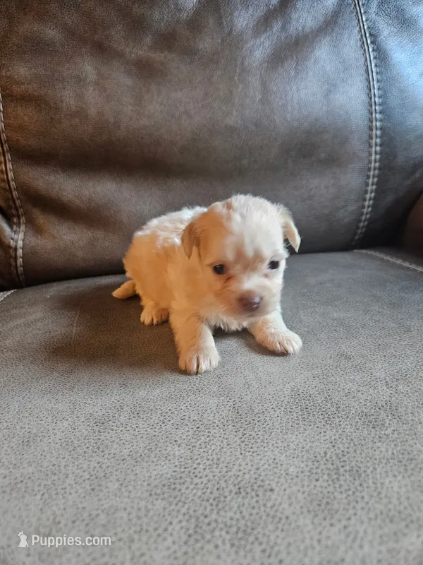 Buffy  – Chihuahua, Chinese Crested puppy for sale in Greensboro, NC
