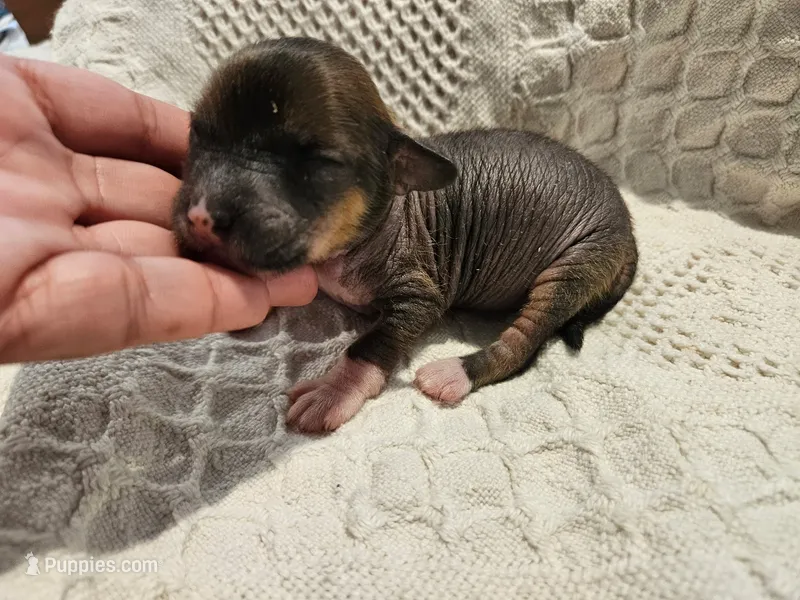 Dumping  – Chihuahua, Chinese Crested puppy for sale in Greensboro, NC