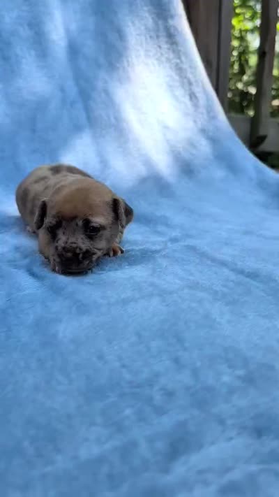 Romeo., a male Chihuahua and Chinese Crested for sale in Greensboro, NC – 6 of 10