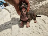 Dumping , a male Chihuahua and Chinese Crested for sale in Greensboro, NC – 2 of 8