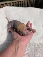 Peanut 🥜 , a female Chihuahua and Chinese Crested for sale in Greensboro, NC – 2 of 10