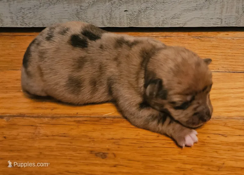 Romeo. – Chihuahua, Chinese Crested puppy for sale in Greensboro, NC