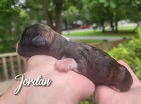 Jordan , a male Chihuahua and Chinese Crested for sale in Greensboro, NC – 2 of 5