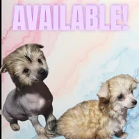 April, a female Chihuahua and Chinese Crested for sale in Greensboro, NC – Photo 1 of 6