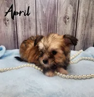 April, a female Chihuahua and Chinese Crested for sale in Greensboro, NC – Photo 4 of 6