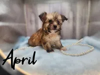 April, a female Chihuahua and Chinese Crested for sale in Greensboro, NC – Photo 3 of 6