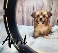 April, a female Chihuahua and Chinese Crested for sale in Greensboro, NC – Photo 2 of 6