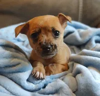 Romeo., a male Chihuahua and Chinese Crested for sale in Greensboro, NC – 2 of 10