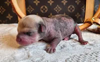 Jack, a male Chihuahua and Chinese Crested for sale in Greensboro, NC – 3 of 5