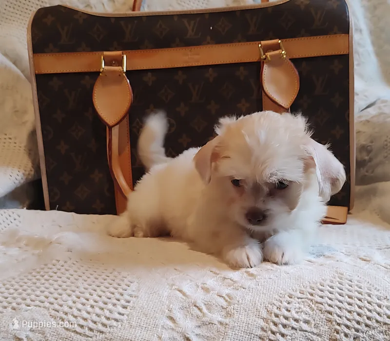 Buffy  – Chihuahua, Chinese Crested puppy for sale in Greensboro, NC