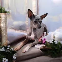 Spice, a female Chihuahua and Chinese Crested for sale in Greensboro, NC – 4 of 5