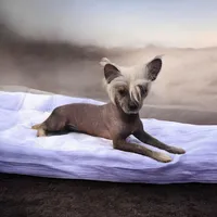 Spice, a female Chihuahua and Chinese Crested for sale in Greensboro, NC – 5 of 5