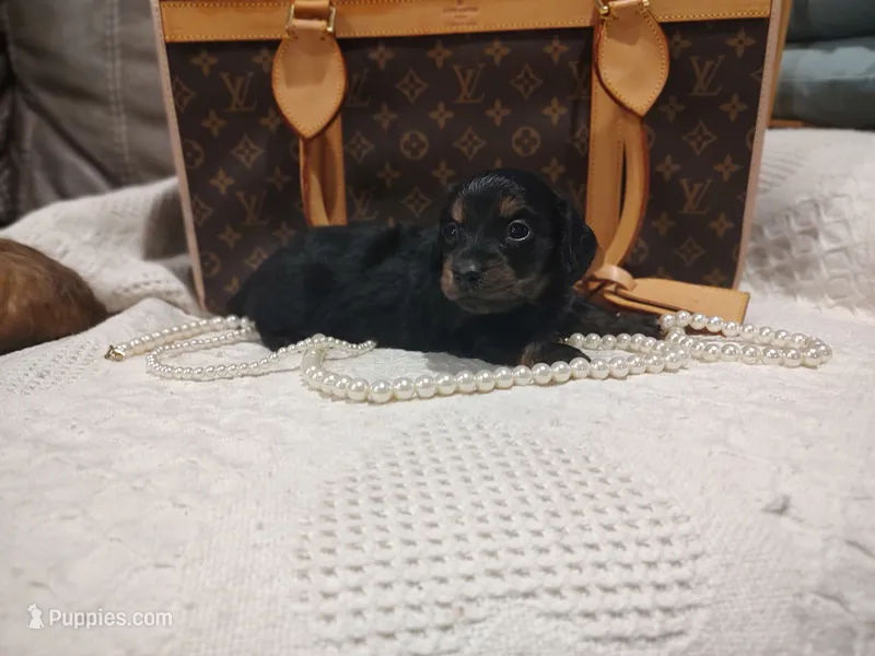 Elsa – Miniature Dachshund puppy for sale in Greensboro, NC