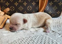Chanel , a female Chinese Crested for sale in Greensboro, NC – 2 of 2