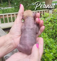 Peanut 🥜 , a female Chihuahua and Chinese Crested for sale in Greensboro, NC – 2 of 4