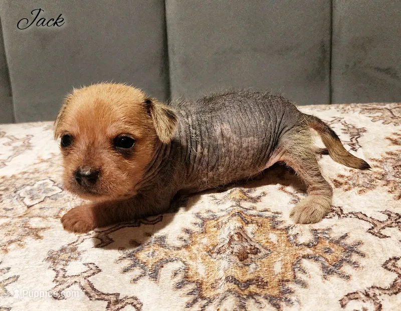 Jack – Chihuahua, Chinese Crested puppy for sale in Greensboro, NC