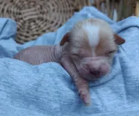 Prada, a male Chinese Crested for sale in Greensboro, NC – 2 of 3
