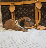 Honey Bear , a male Miniature Dachshund for sale in Greensboro, NC – 5 of 9