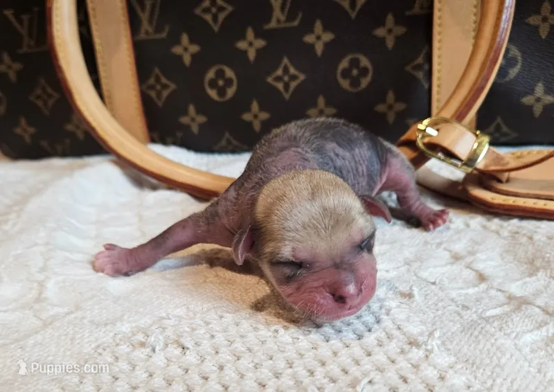 Jack – Chihuahua, Chinese Crested puppy for sale in Greensboro, NC