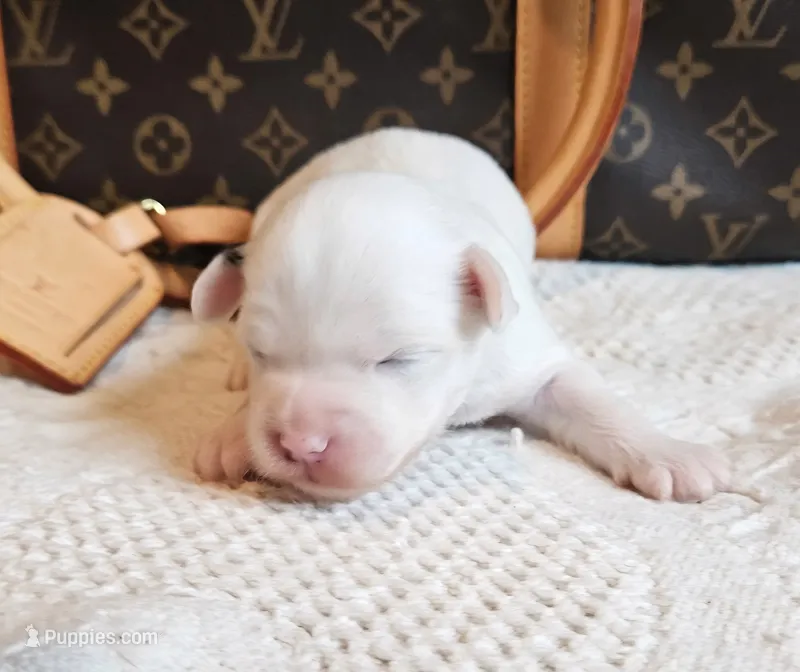 Spot – Chihuahua, Chinese Crested puppy for sale in Greensboro, NC