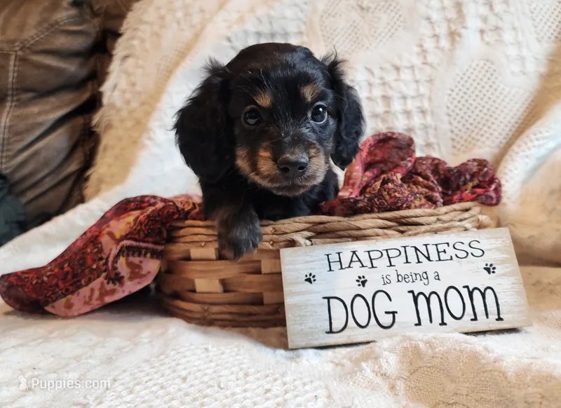 Elsa – Miniature Dachshund puppy for sale in Greensboro, NC