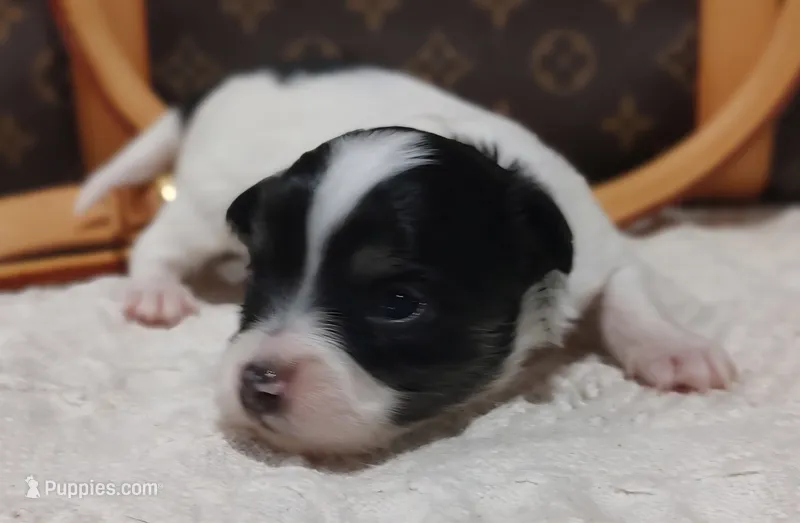 Zorro – Chihuahua puppy for sale in Greensboro, NC
