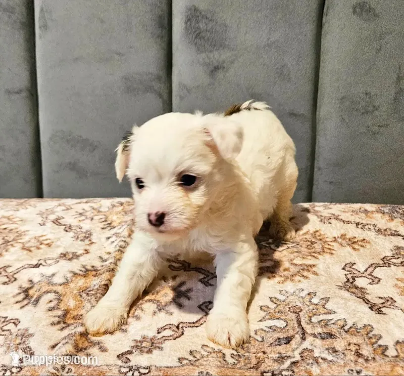 Spot – Chihuahua, Chinese Crested puppy for sale in Greensboro, NC