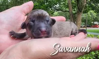 Savannah, a female Chinese Crested for sale in Greensboro, NC – 1 of 5