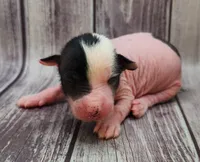 Bessie, a female Chihuahua and Chinese Crested for sale in Greensboro, NC – Photo 1 of 8