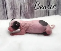 Bessie, a female Chihuahua and Chinese Crested for sale in Greensboro, NC – Photo 3 of 8