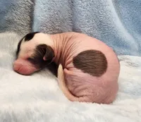 Bessie, a female Chihuahua and Chinese Crested for sale in Greensboro, NC – Photo 4 of 8