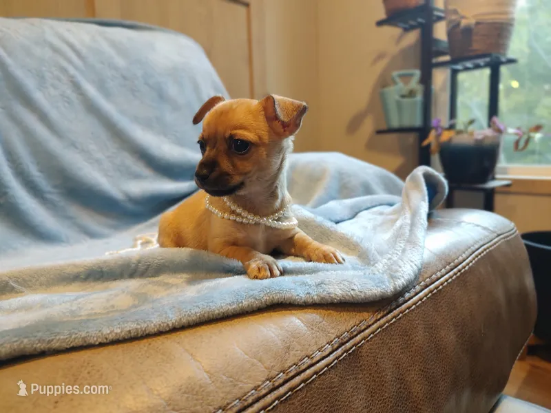 Savannah – Chinese Crested puppy for sale in Greensboro, NC