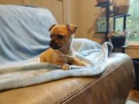 Savannah, a female Chinese Crested for sale in Greensboro, NC – 1 of 8