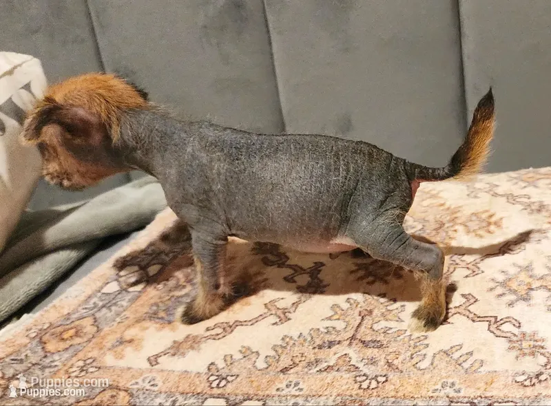 Chio – Chihuahua, Chinese Crested puppy for sale in Greensboro, NC