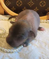 Boss, a male Chihuahua and Chinese Crested for sale in Greensboro, NC – 1 of 5