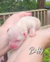 Buffy , a female Chihuahua and Chinese Crested for sale in Greensboro, NC – 2 of 5