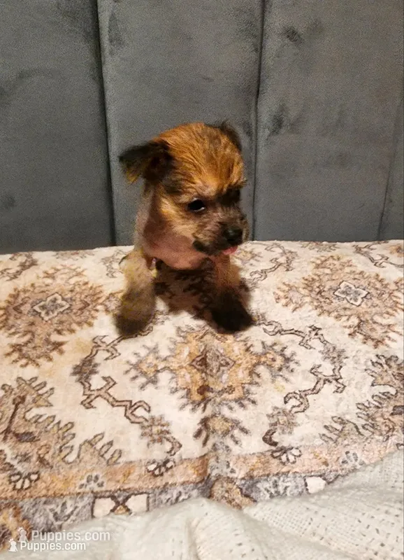 Boss – Chihuahua, Chinese Crested puppy for sale in Greensboro, NC