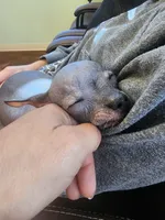 Blue hairless boy, a male Chihuahua and Chinese Crested for sale in Greensboro, NC – 2 of 2