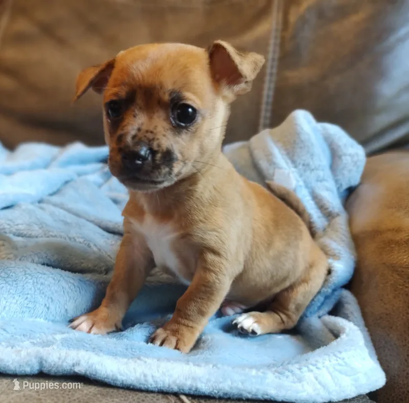 Romeo. – Chihuahua, Chinese Crested puppy for sale in Greensboro, NC