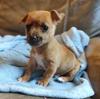 Romeo., a male Chihuahua and Chinese Crested for sale in Greensboro, NC – 1 of 10