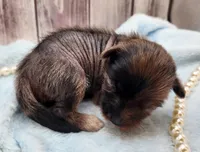 Hypnotic, a female Chihuahua and Chinese Crested for sale in Greensboro, NC – Photo 4 of 8