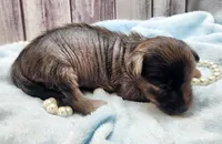 Hypnotic, a female Chihuahua and Chinese Crested for sale in Greensboro, NC – Photo 2 of 8